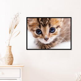 Plakat w ramie Kotek o niebieskich oczach z bliska