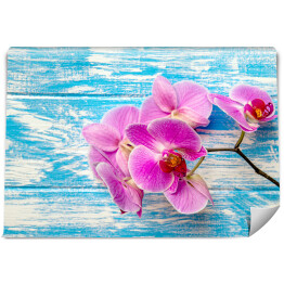 Purpurowa orchidea na błękitnym tle
