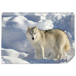 Samotny wilk stojący w śniegu