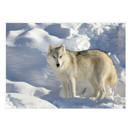 Samotny wilk stojący w śniegu