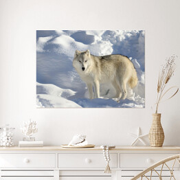 Plakat Samotny wilk stojący w śniegu