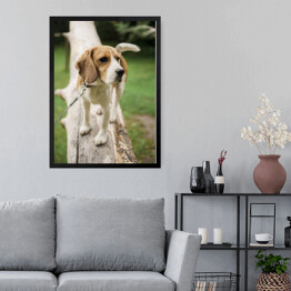 Obraz w ramie Pies rasy Beagle na spacerze