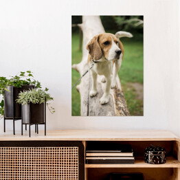 Plakat Pies rasy Beagle na spacerze
