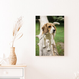 Obraz na płótnie Pies rasy Beagle na spacerze