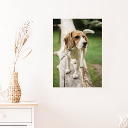 Plakat samoprzylepny Pies rasy Beagle na spacerze