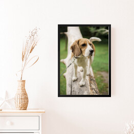 Obraz w ramie Pies rasy Beagle na spacerze