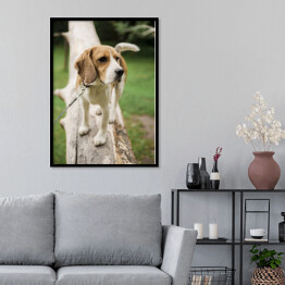 Plakat w ramie Pies rasy Beagle na spacerze