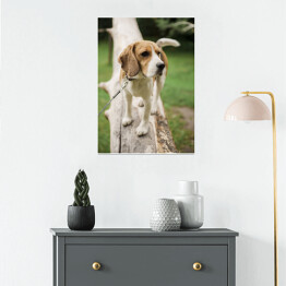 Plakat Pies rasy Beagle na spacerze
