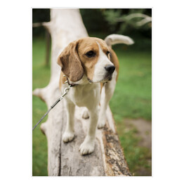 Plakat samoprzylepny Pies rasy Beagle na spacerze