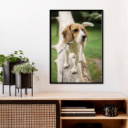 Plakat w ramie Pies rasy Beagle na spacerze