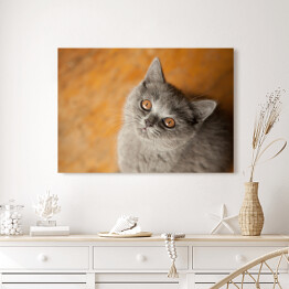 Obraz na płótnie Kot brytyjski krótkowłosy o złocistych oczach
