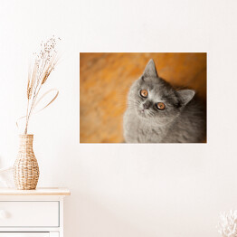 Plakat Kot brytyjski krótkowłosy o złocistych oczach