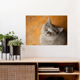 Plakat samoprzylepny Kot brytyjski krótkowłosy o złocistych oczach