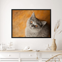 Obraz w ramie Kot brytyjski krótkowłosy o złocistych oczach