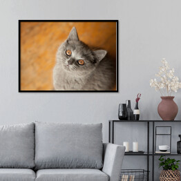Plakat w ramie Kot brytyjski krótkowłosy o złocistych oczach