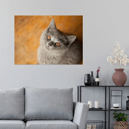 Plakat samoprzylepny Kot brytyjski krótkowłosy o złocistych oczach