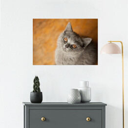 Plakat Kot brytyjski krótkowłosy o złocistych oczach