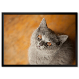 Plakat w ramie Kot brytyjski krótkowłosy o złocistych oczach