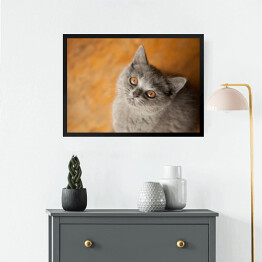 Obraz w ramie Kot brytyjski krótkowłosy o złocistych oczach