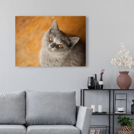 Obraz na płótnie Kot brytyjski krótkowłosy o złocistych oczach