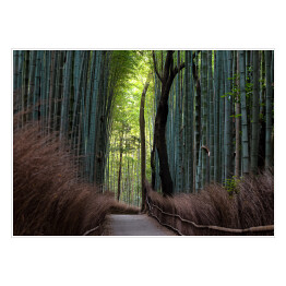 Plakat Ciemny las bambusowy, Kyoto, Japan