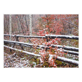 Plakat Las jesienią - kolorowe drzewa