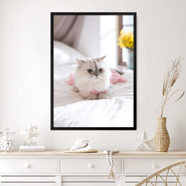 Obraz w ramie Kot perski na łóżku