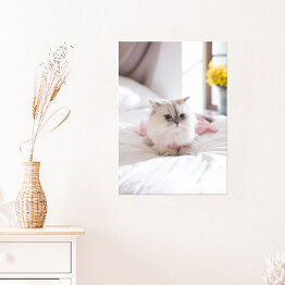 Plakat Kot perski na łóżku