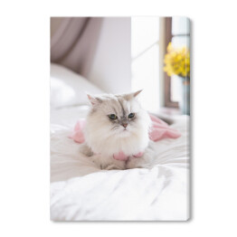 Obraz na płótnie Kot perski na łóżku