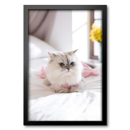 Obraz w ramie Kot perski na łóżku