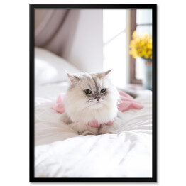 Plakat w ramie Kot perski na łóżku