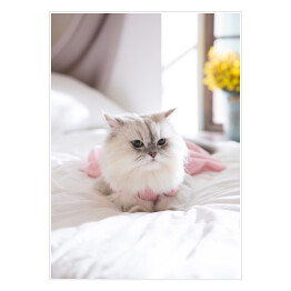 Plakat Kot perski na łóżku
