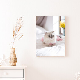 Obraz na płótnie Kot perski na łóżku