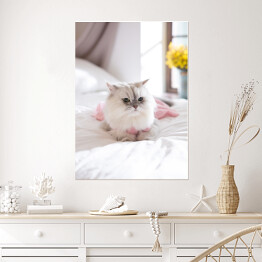 Plakat samoprzylepny Kot perski na łóżku