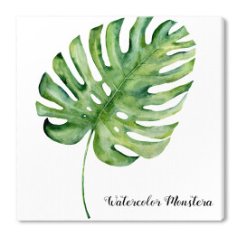 Akwarela - tropikalny liść monstera