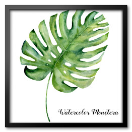 Akwarela - tropikalny liść monstera