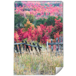 Fototapeta winylowa zmywalna Kolorowy las wokół Gór Wasatch, Utah
