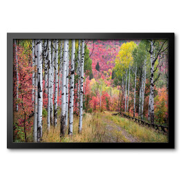 Obraz w ramie Wielobarwny las wokół Gór Wasatch, Utah