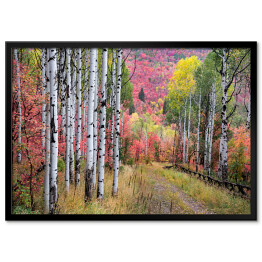 Plakat w ramie Wielobarwny las wokół Gór Wasatch, Utah
