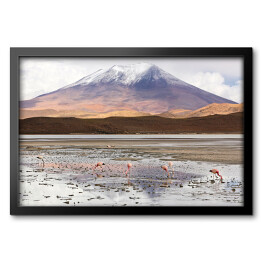 Obraz w ramie Laguna Hedionda z flamingami, Boliwia