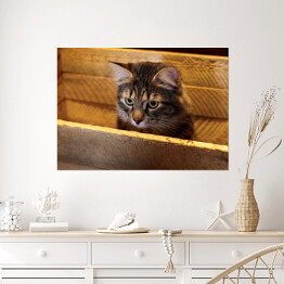 Plakat samoprzylepny Kot w drewnianym pudełku