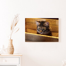 Obraz na płótnie Kot w drewnianym pudełku