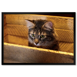 Plakat w ramie Kot w drewnianym pudełku