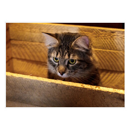 Plakat samoprzylepny Kot w drewnianym pudełku
