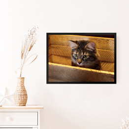 Obraz w ramie Kot w drewnianym pudełku