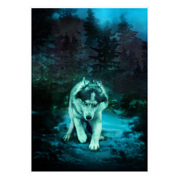 Plakat Groźny wilk przygotowujący się do ataku