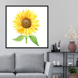 Plakat w ramie Słonecznik na białym tle - ilustracja