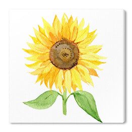Obraz na płótnie Słonecznik na białym tle - ilustracja