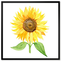 Plakat w ramie Słonecznik na białym tle - ilustracja