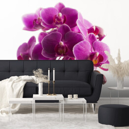 Ciemna, purpurowa orchidea odizolowywająca na białym tle